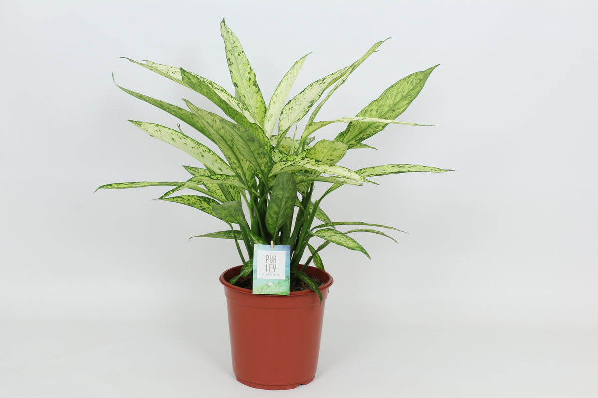 Dieffenbachia Vesuvius 90cm 24cm Pot