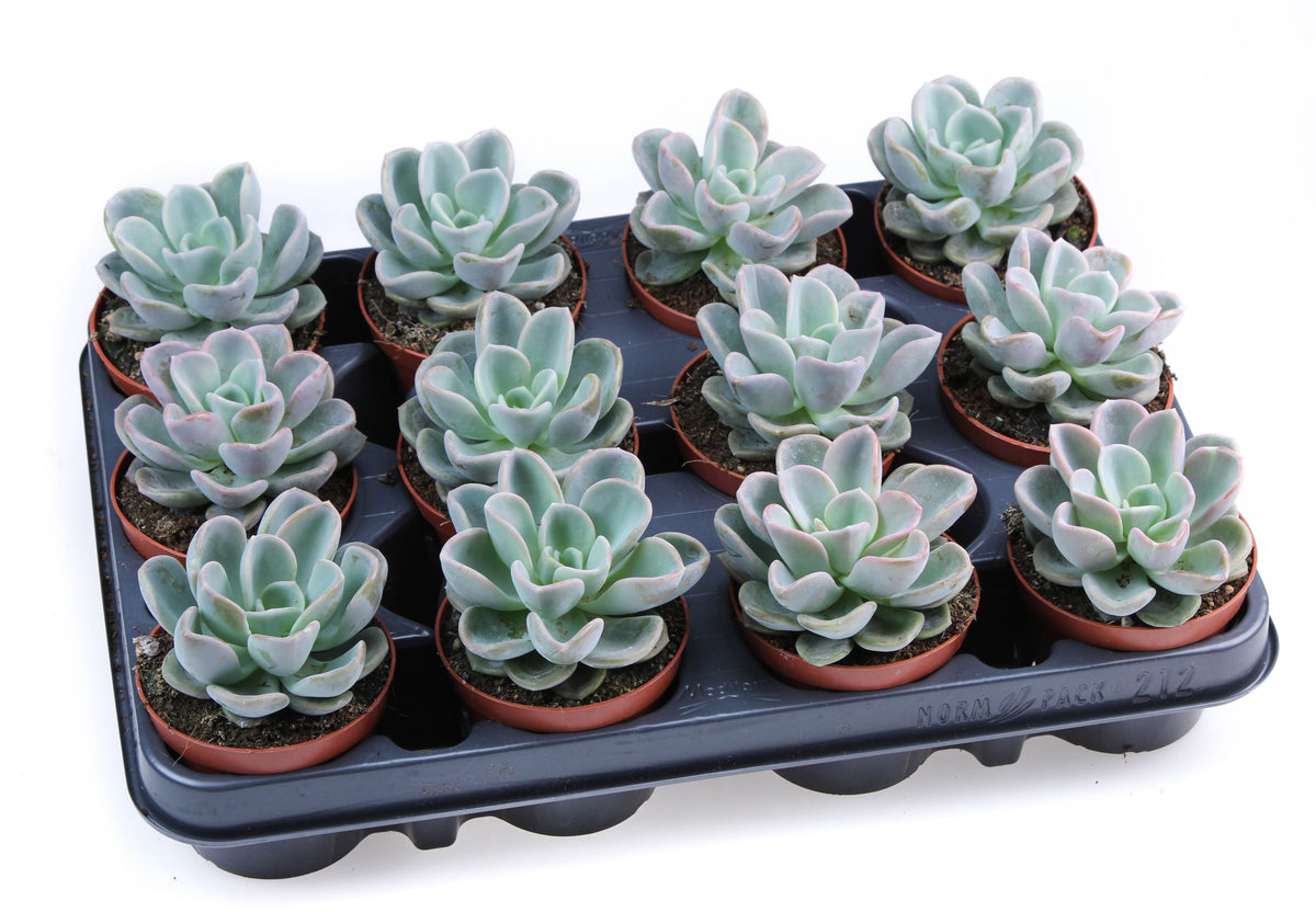 Echeveria Hybrid 10cm 8.5cm Pot