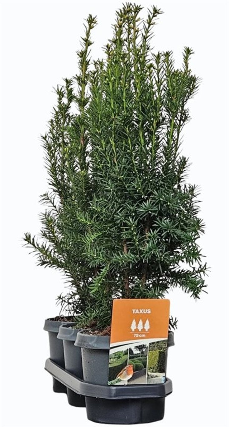 Taxus media Hicksii 55cm 19cm Pot