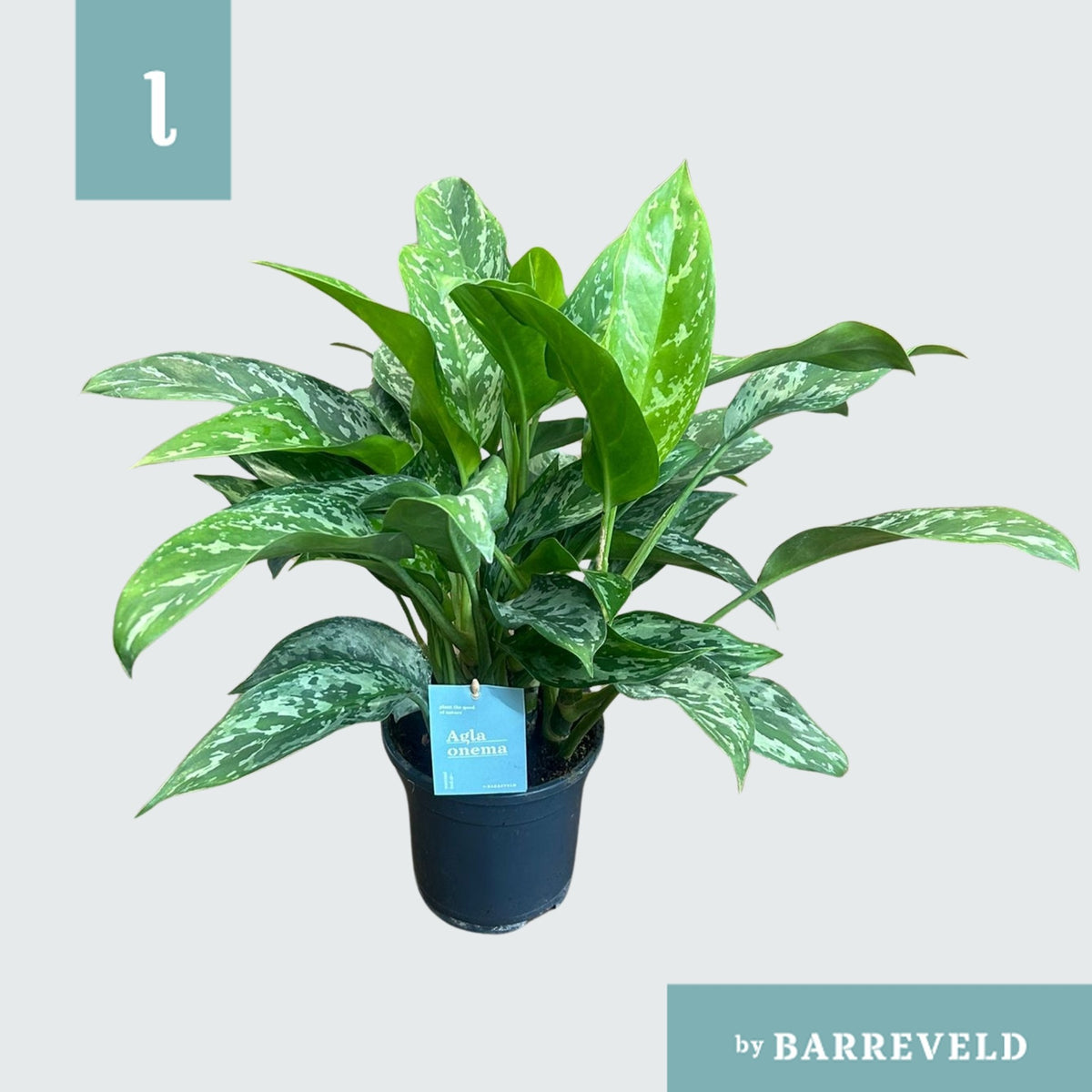 Aglaonema Green Lady 60cm 17cm Pot