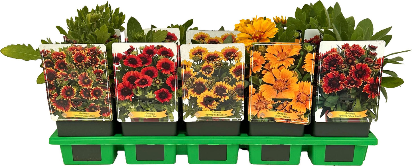 Gaillardia mix 25cm 11cm Pot