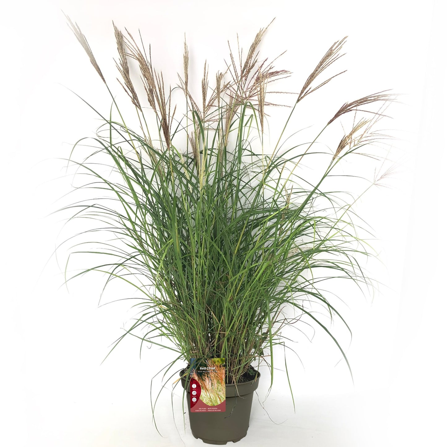 Miscanthus sinensis Red Chief 70cm 23cm Pot