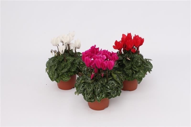 Grootscholten BV. Gebr. Cyclamen Verano mix Pack of 12