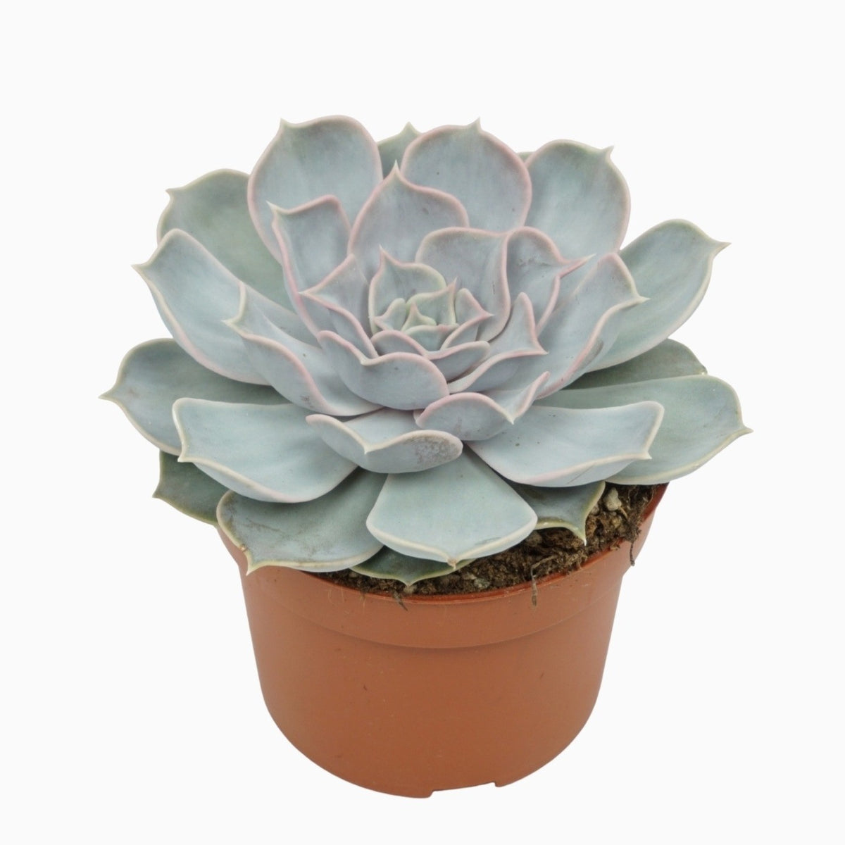 Echeveria Lilacina 14cm 10.5cm Pot