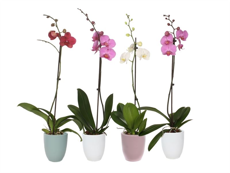 Phalaenopsis mix 60cm 12cm Pot