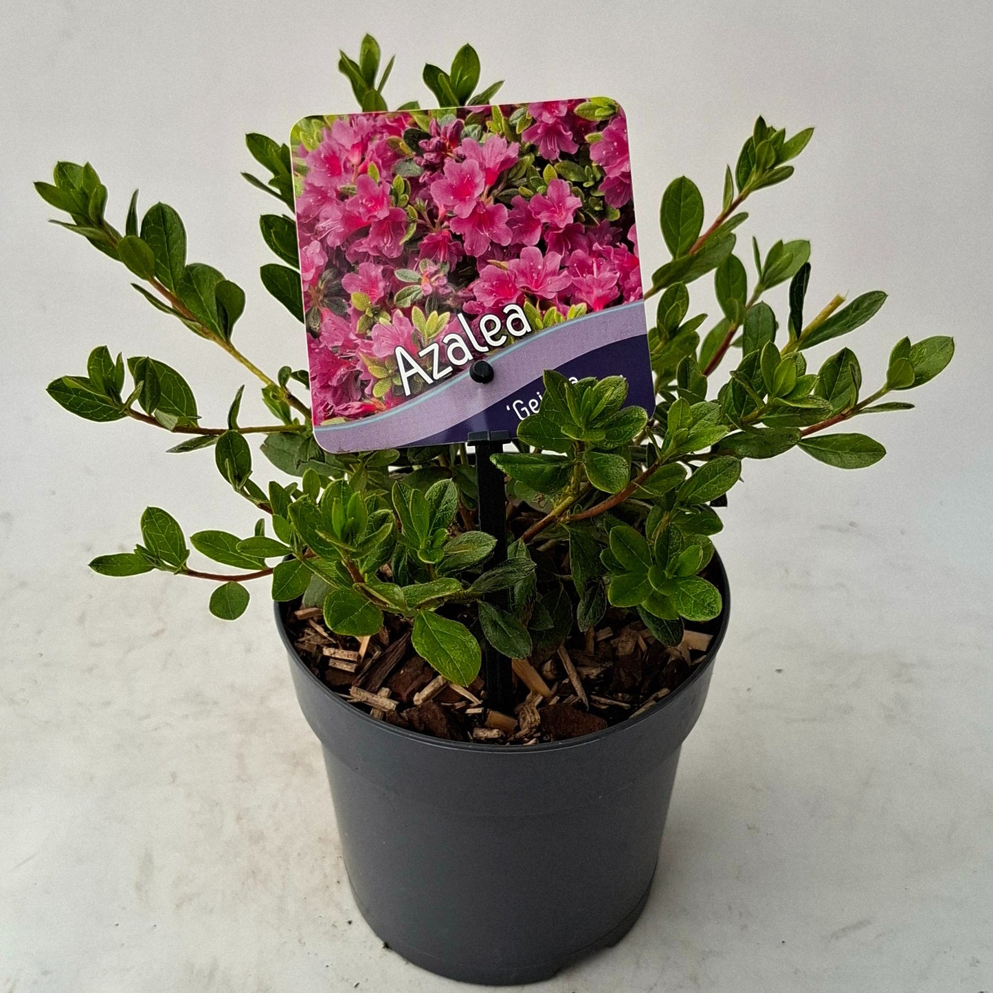 Rhododendron Geisha Purple 15cm 13cm Pot