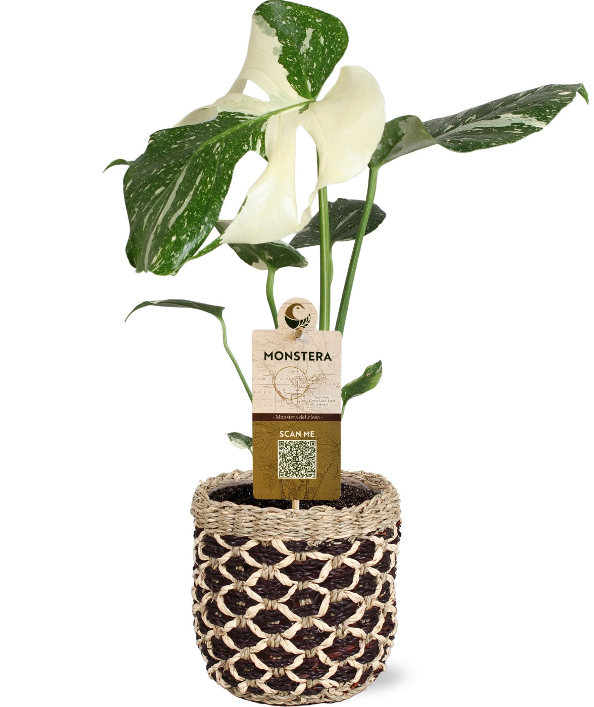 Dynaplant Bv Monstera Variegated Pack of 4