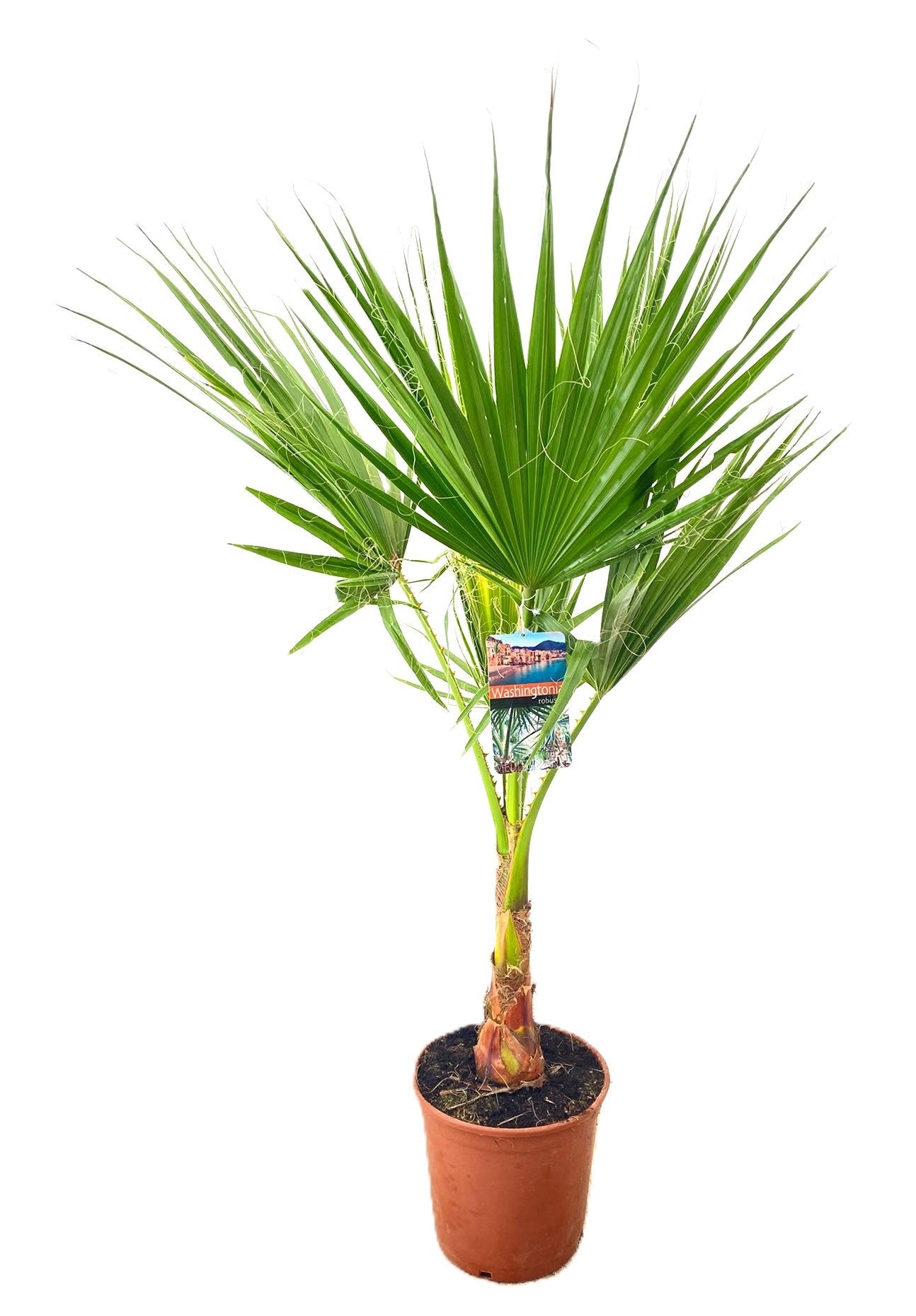 Washingtonia robusta 115cm 27cm Pot