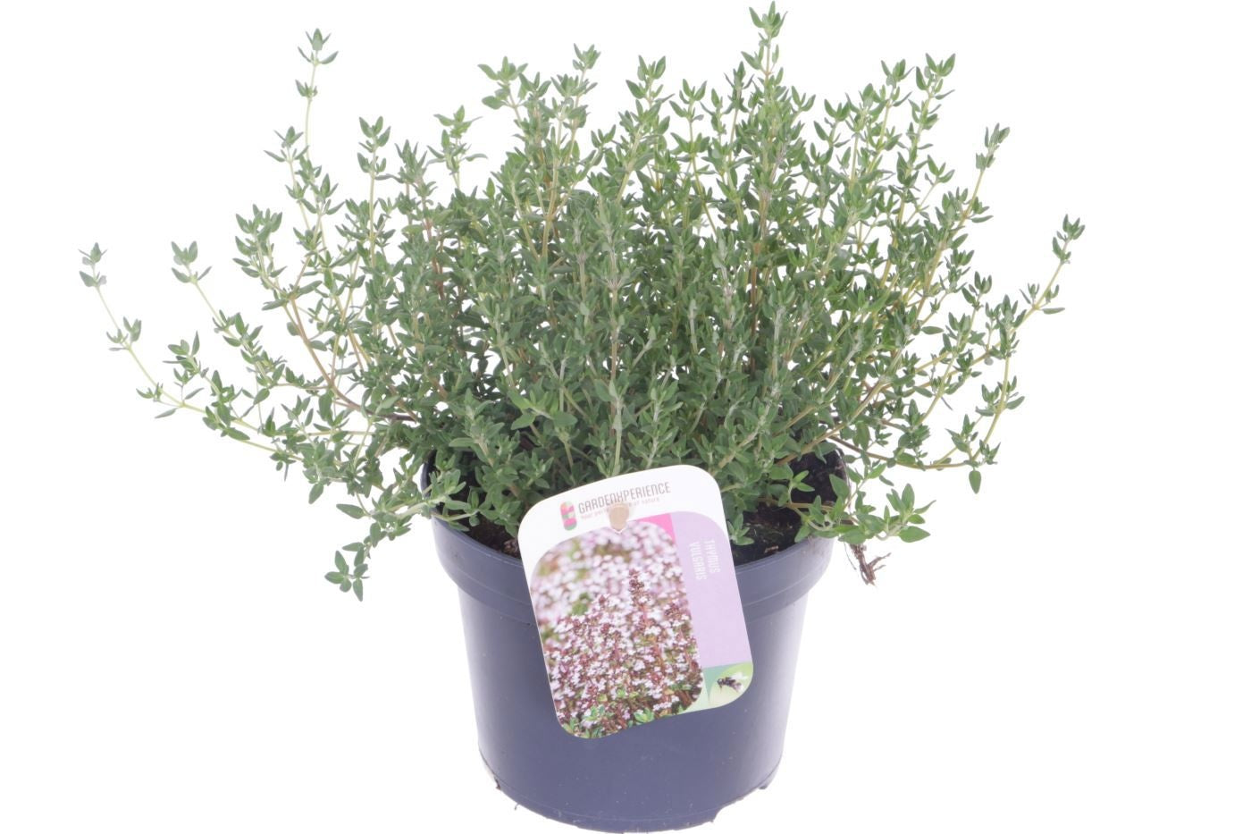 Thymus vul. Compactus 25cm 13cm Pot