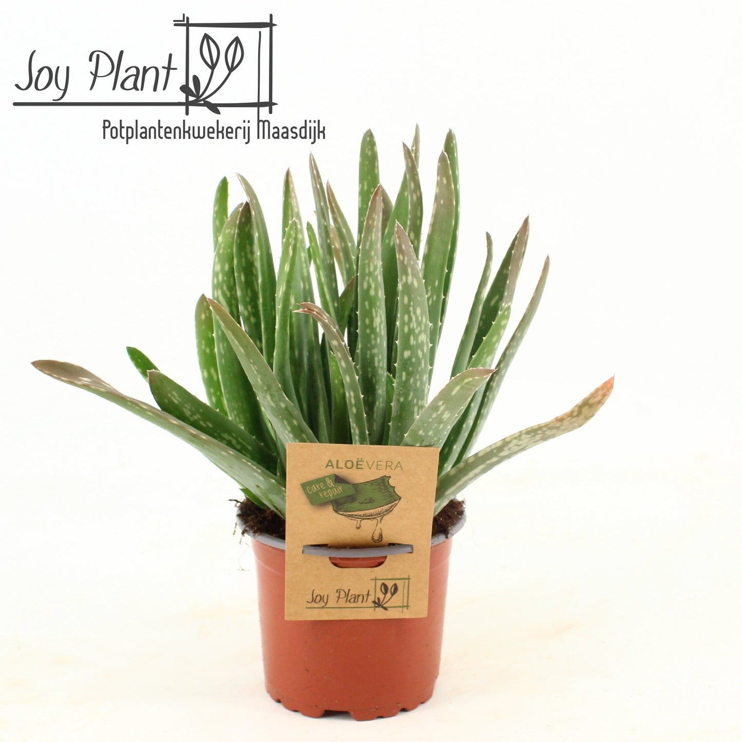 Aloe vera 18cm 10.5cm Pot