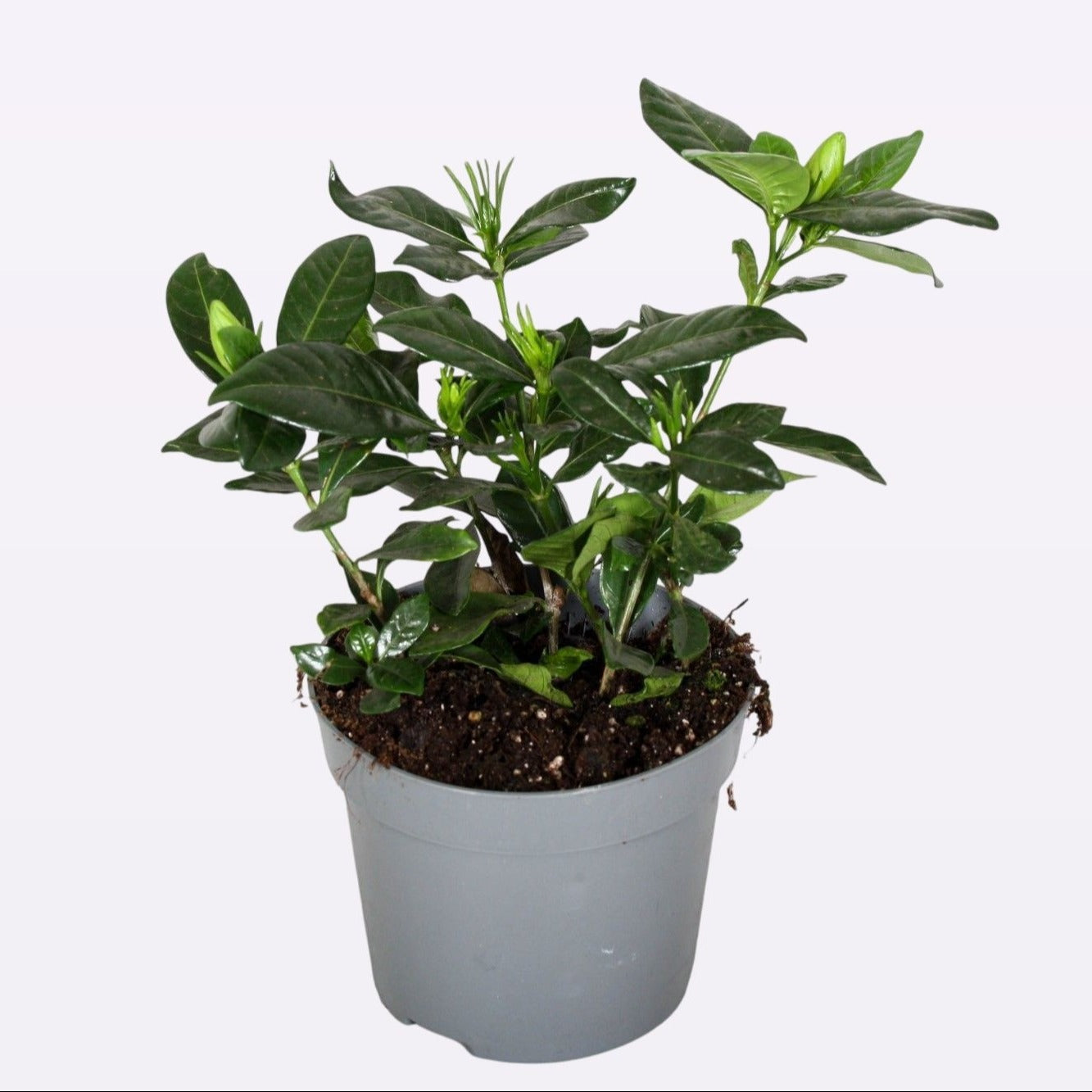 Gardenia jasminoides 25cm 13cm Pot