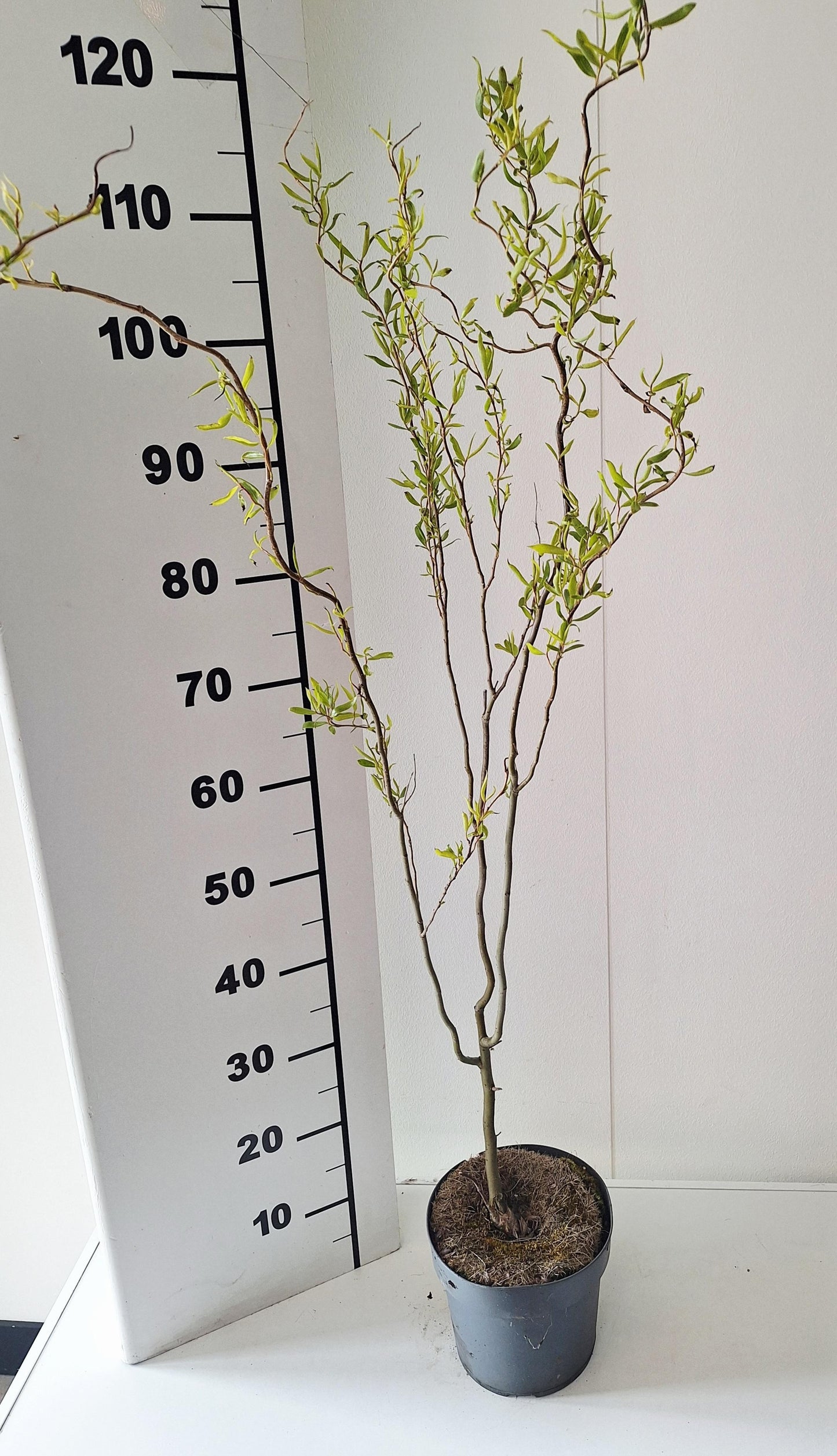 Salix Tortuosa 80cm 19cm Pot