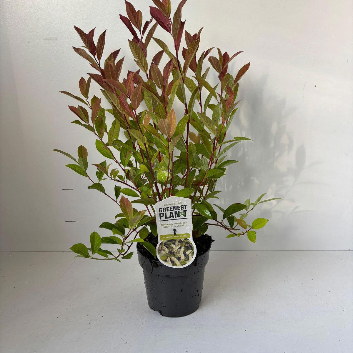 Itea virginica Henry Garnet 60cm 17cm Pot