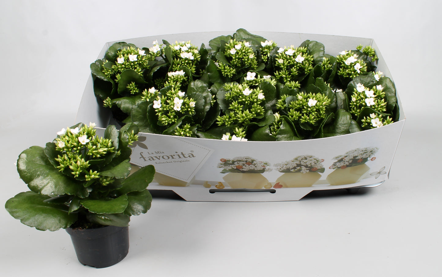 Vreugdenberg BV Kalanchoe Asteria white Pack of 10