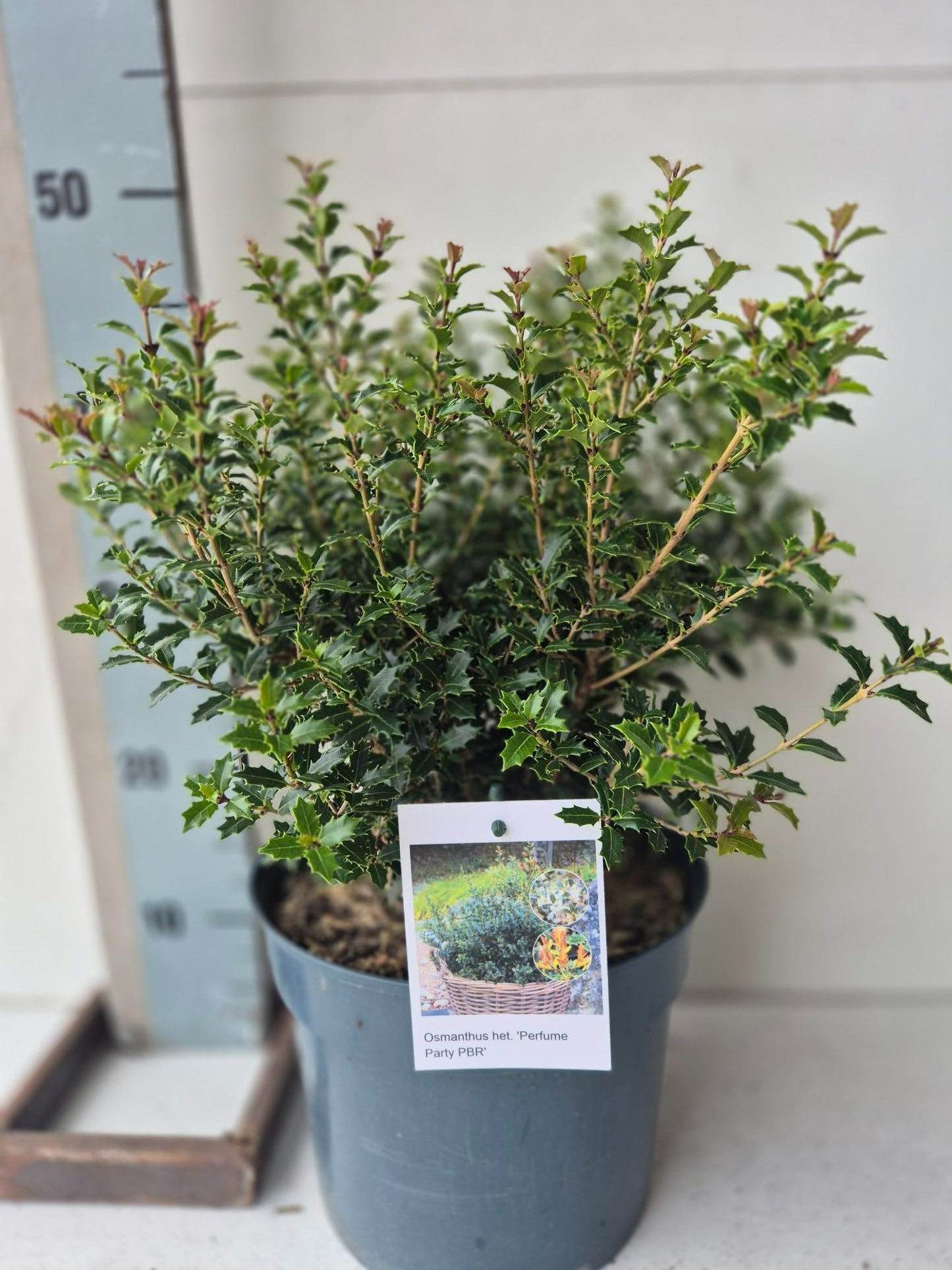 Osmanthus heterophyllus 55cm 23cm Pot