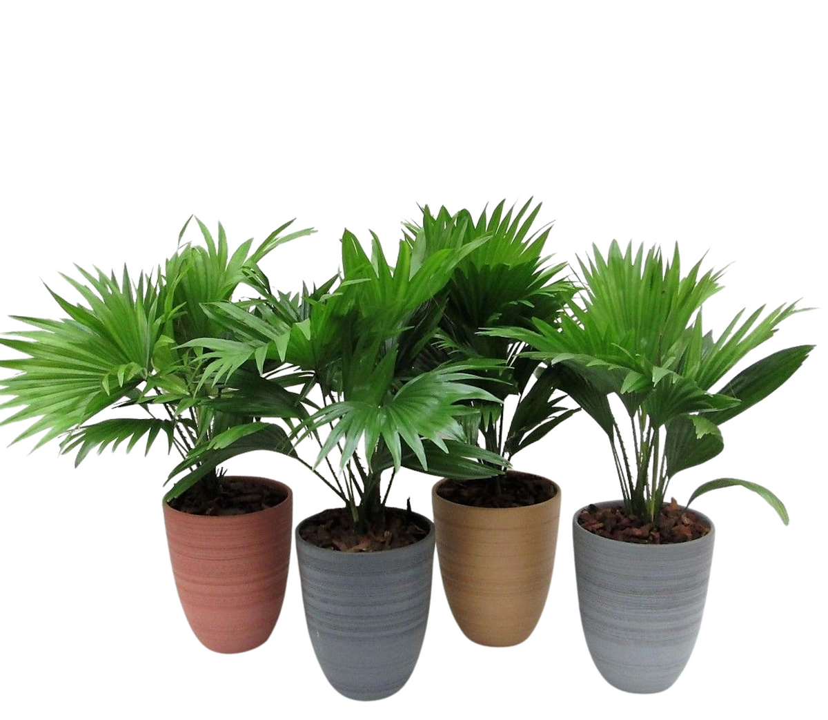 Livistona rotundifolia 50cm 14cm Pot