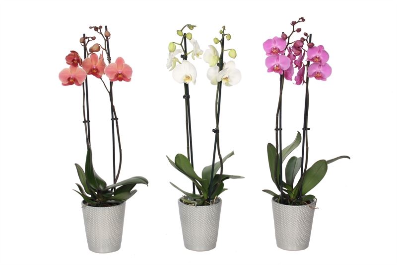 Phalaenopsis mix 55cm 12cm Pot