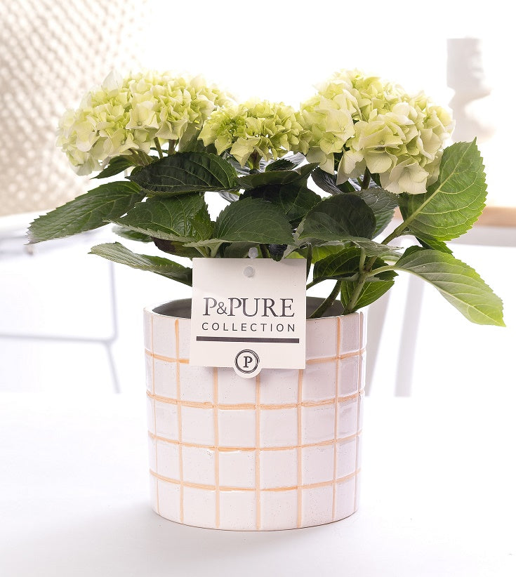 Hydrangea macr. Saxon Kleiner Winterberg 30cm 10cm Pot