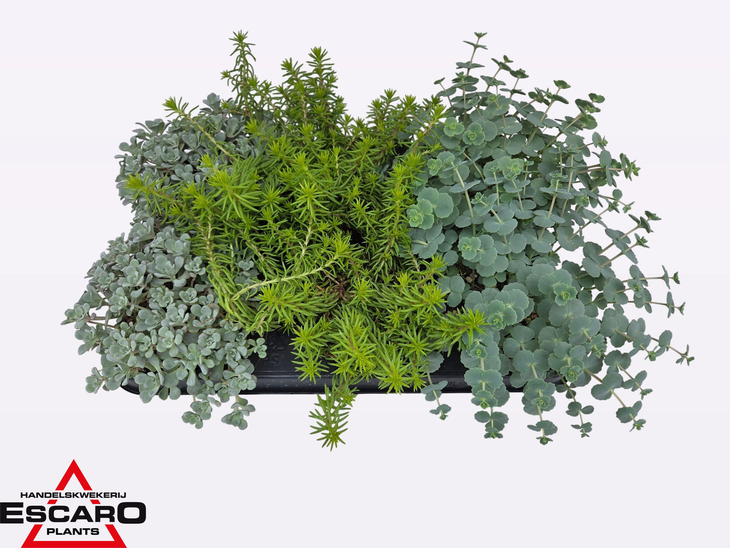 Sedum mix 16cm 510cm Pot