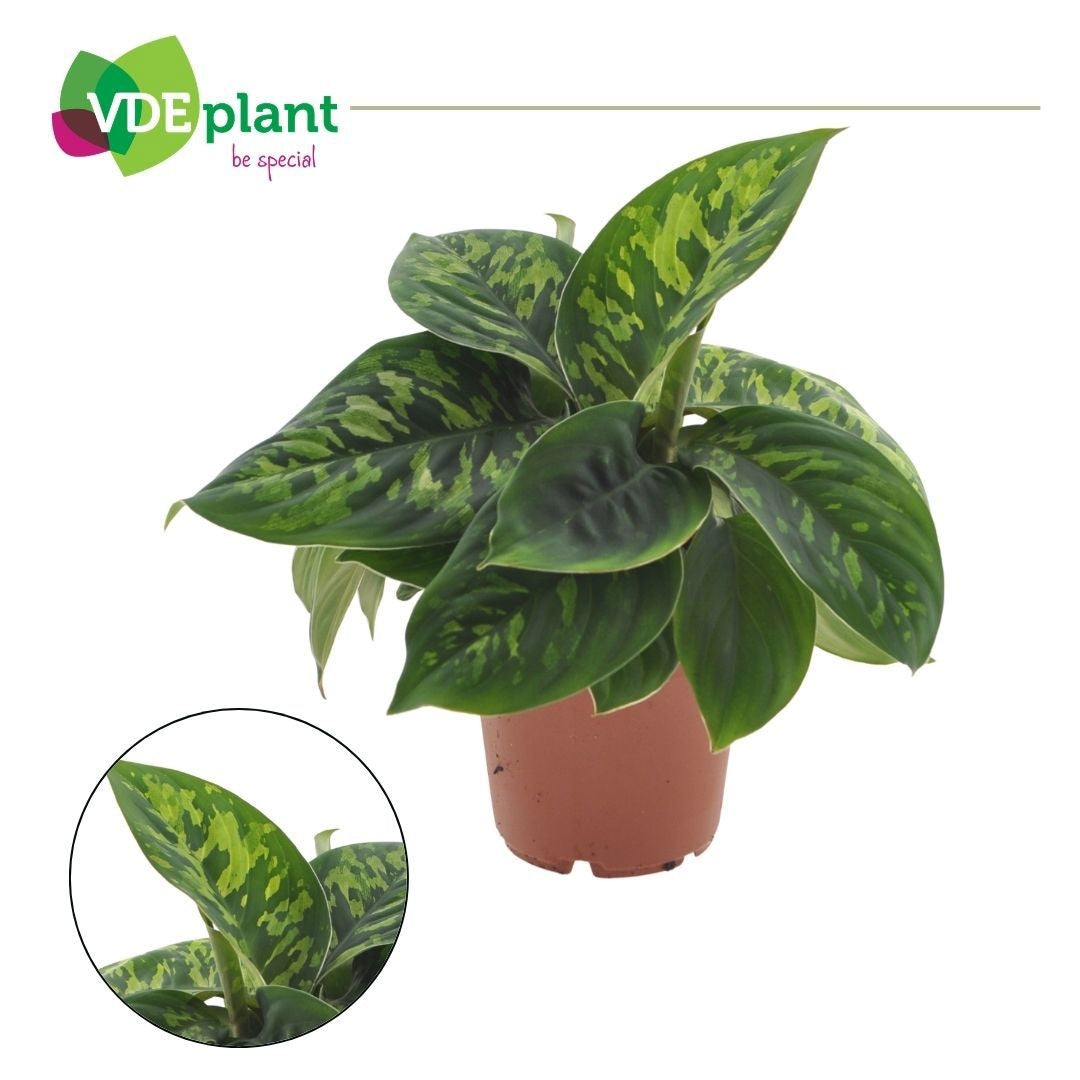 Homalomena wal. Camouflage 30cm 12cm Pot