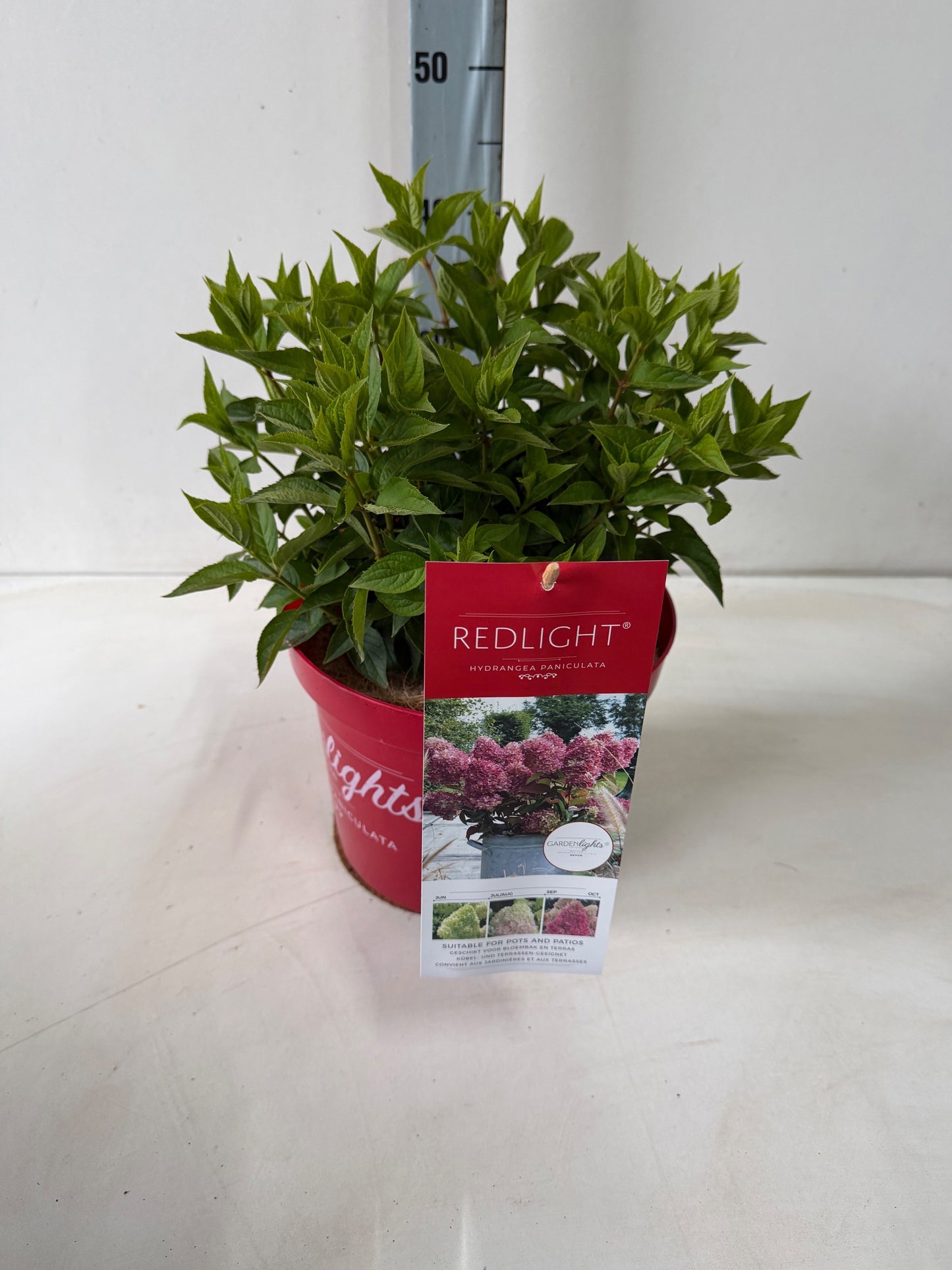 Hydrangea pan. Red Light 60cm 26cm Pot