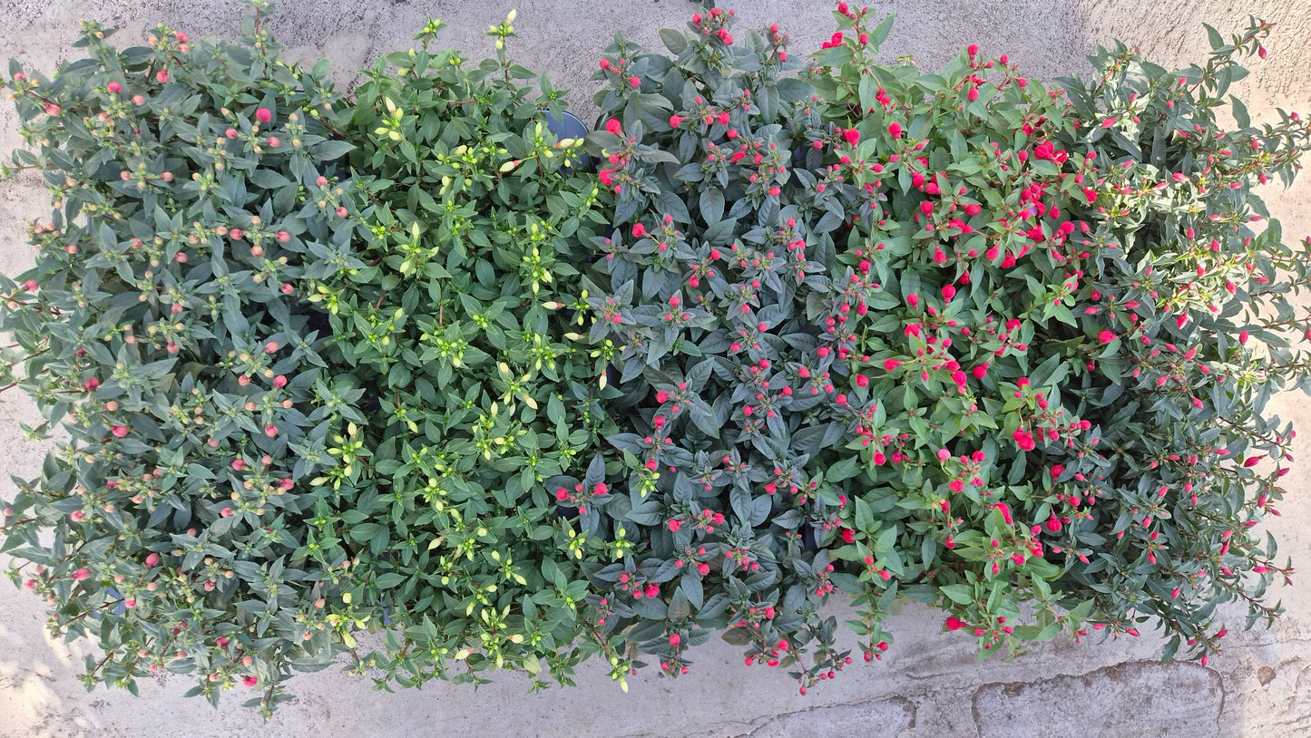 Fuchsia mix 25cm 510cm Pot