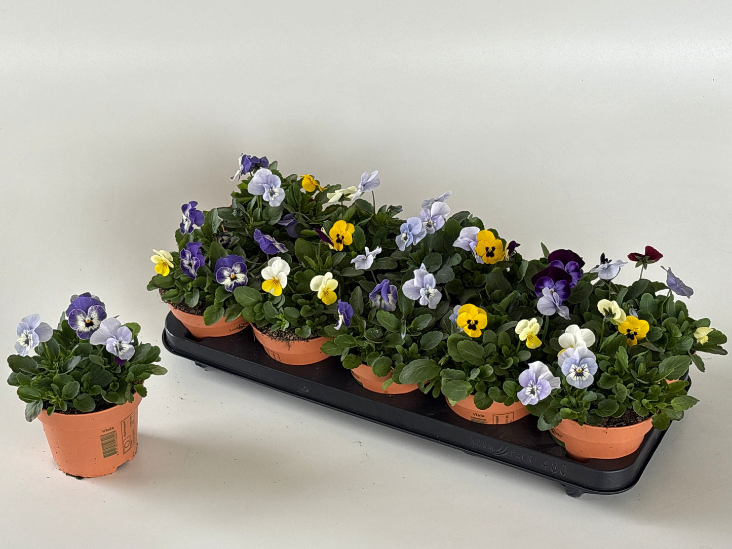 Viola cornuta mix 17cm 12cm Pot