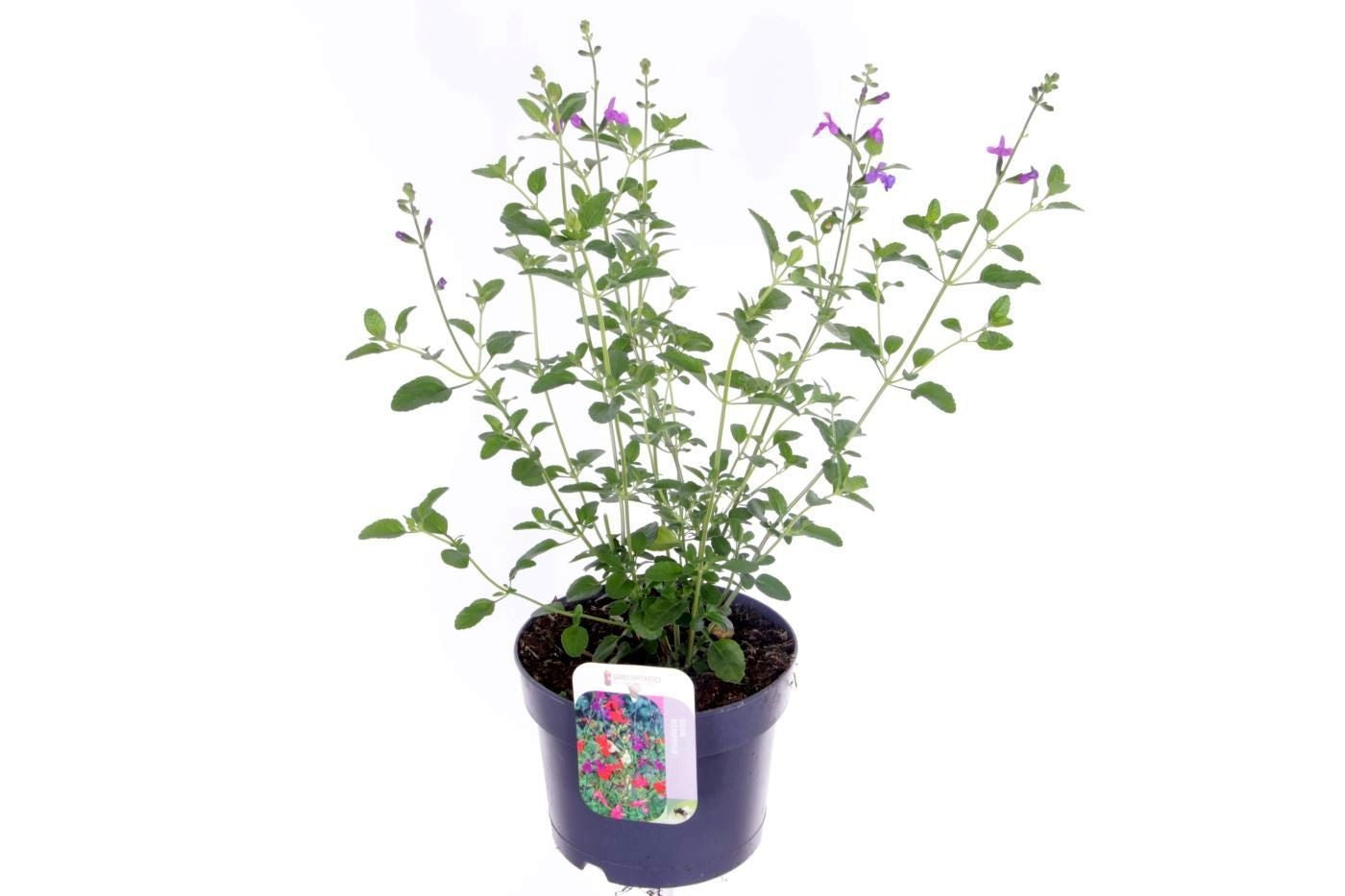 Salvia microphylla 50cm 17cm Pot