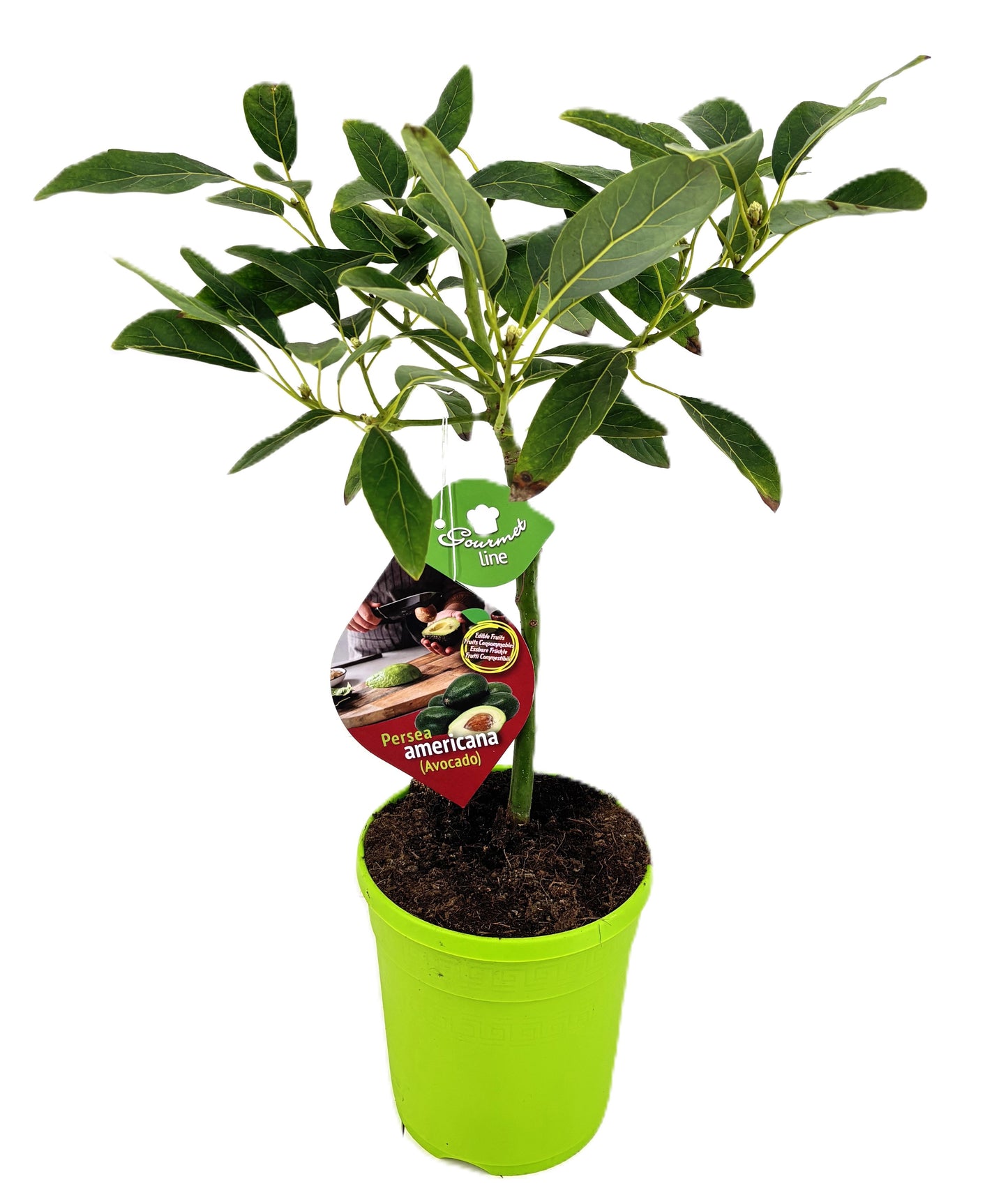 Citrus microcarpa 80cm 21cm Pot