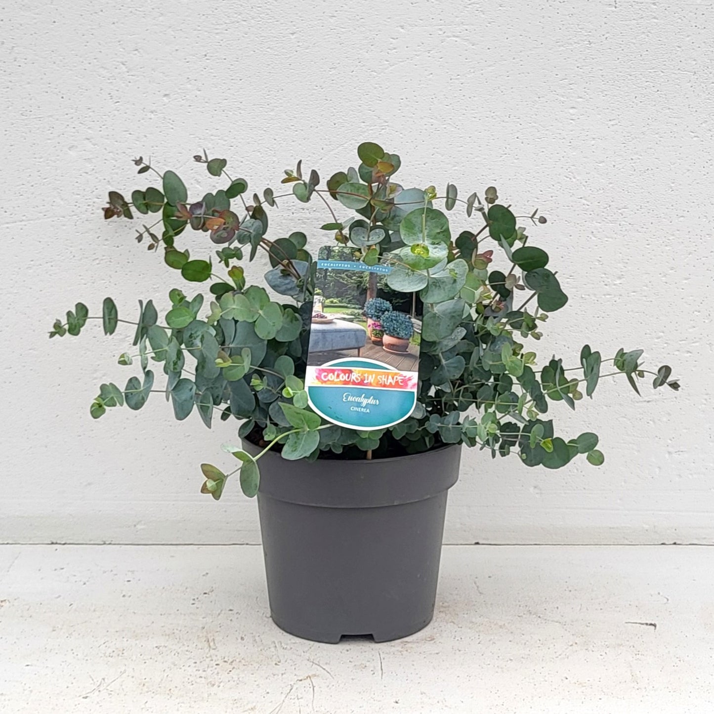 Eucalyptus cinerea 40cm 23cm Pot