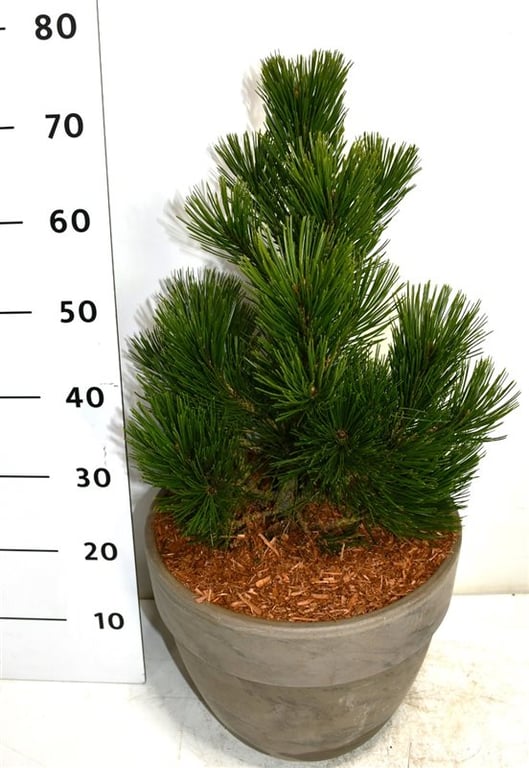 Pinus hybrid 80cm 35cm Pot