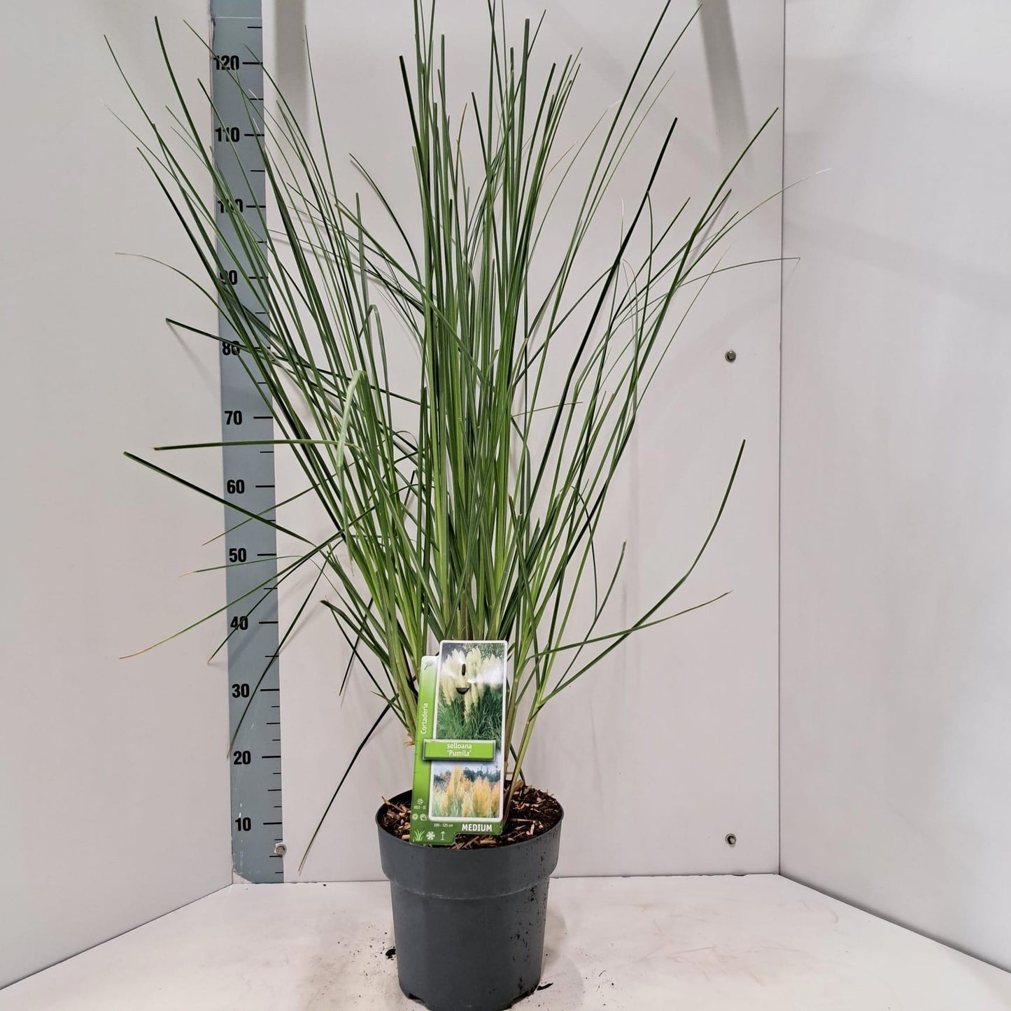 Cortaderia sellona Pumila 115cm 23cm Pot