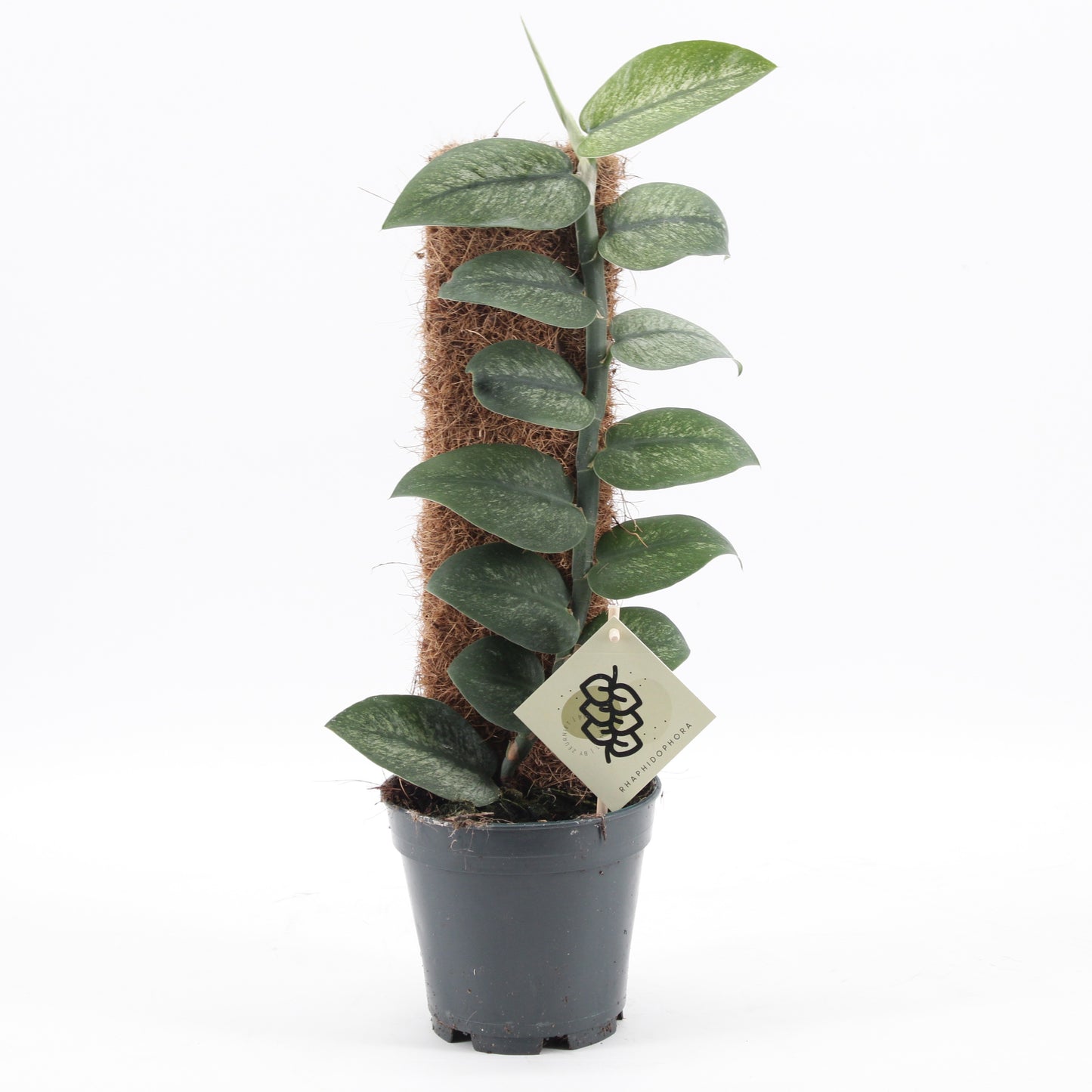 groene planten overig 46cm 14cm Pot