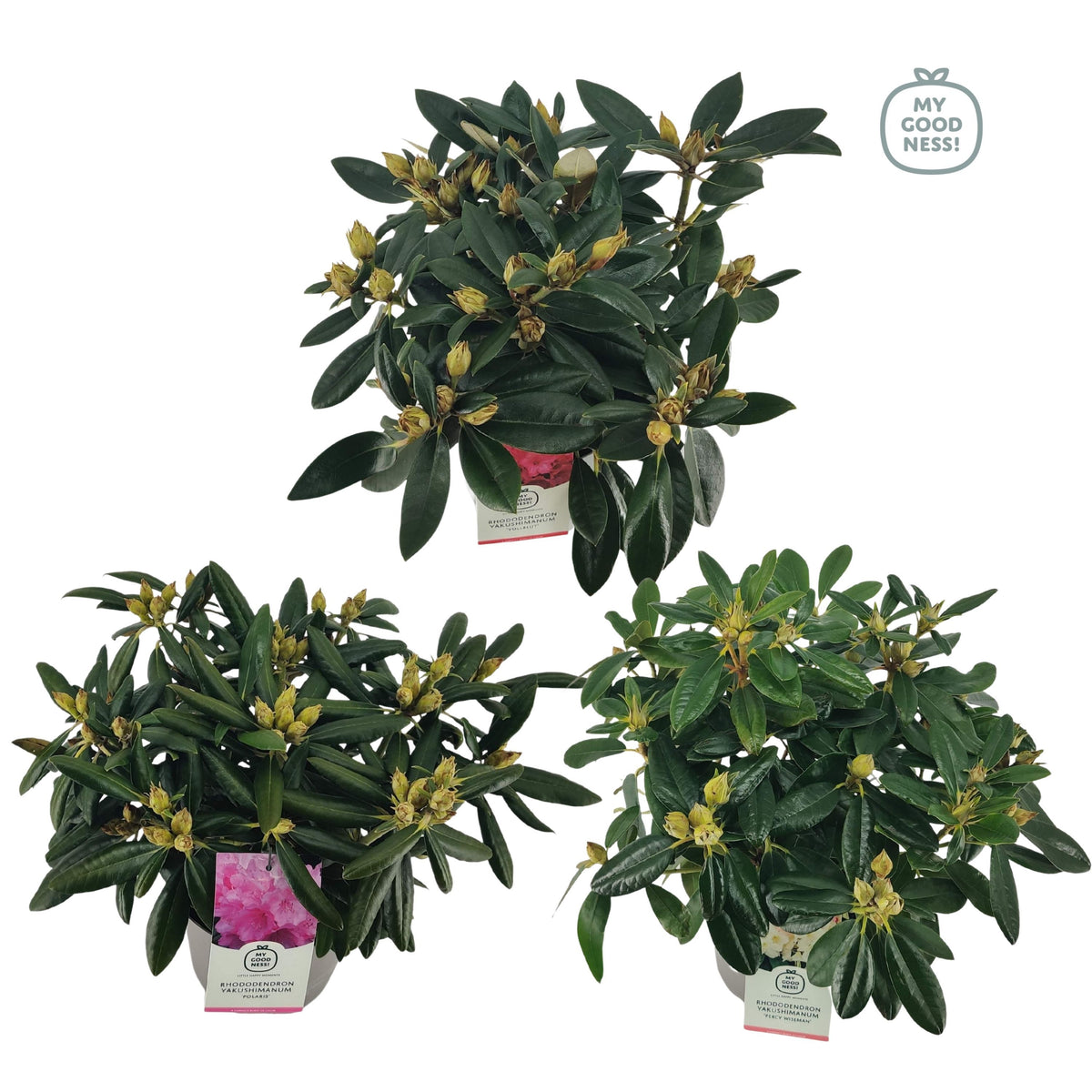 Rhododendron yakushimanum mix 45cm 21cm Pot