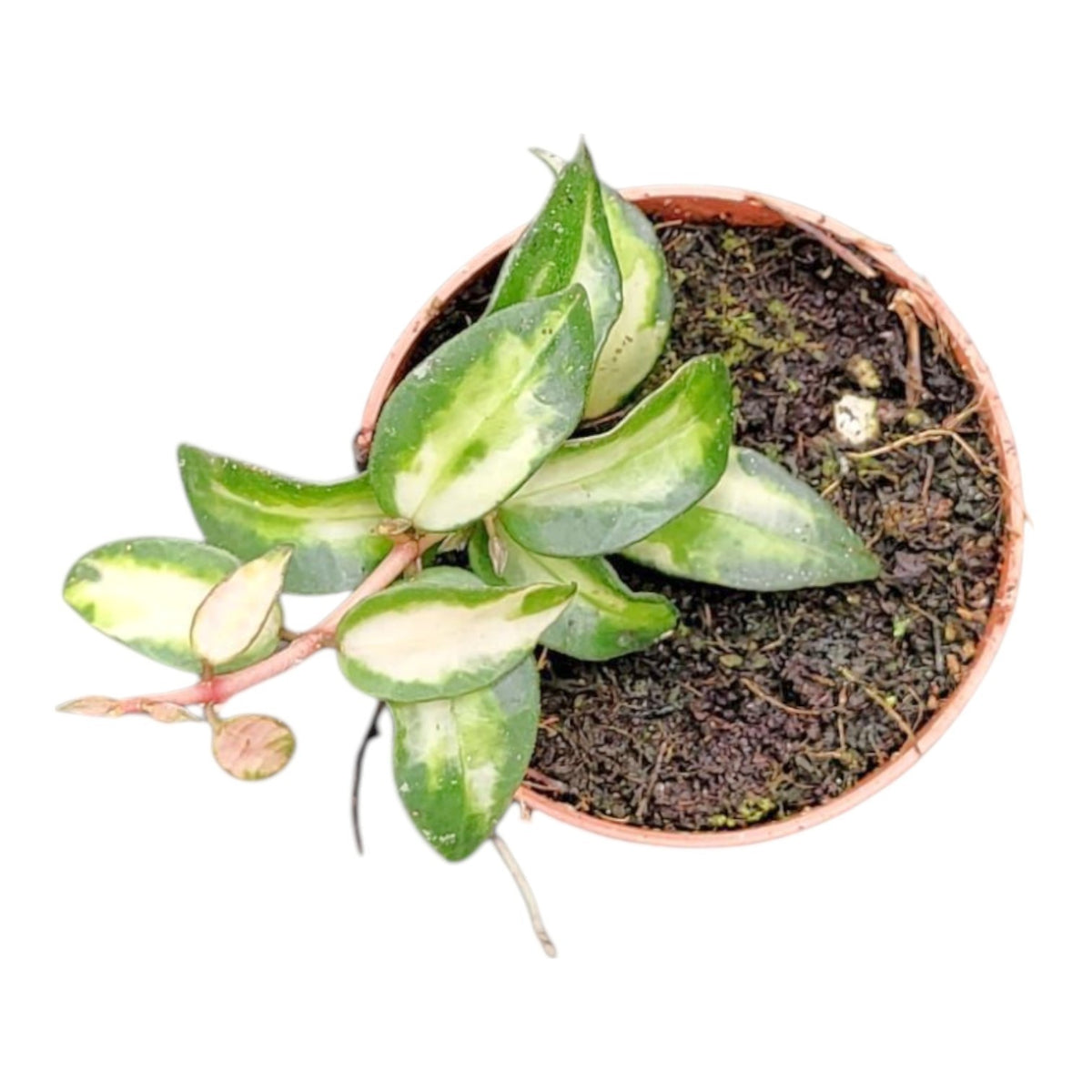 Hoya lacunosa 7cm Pot