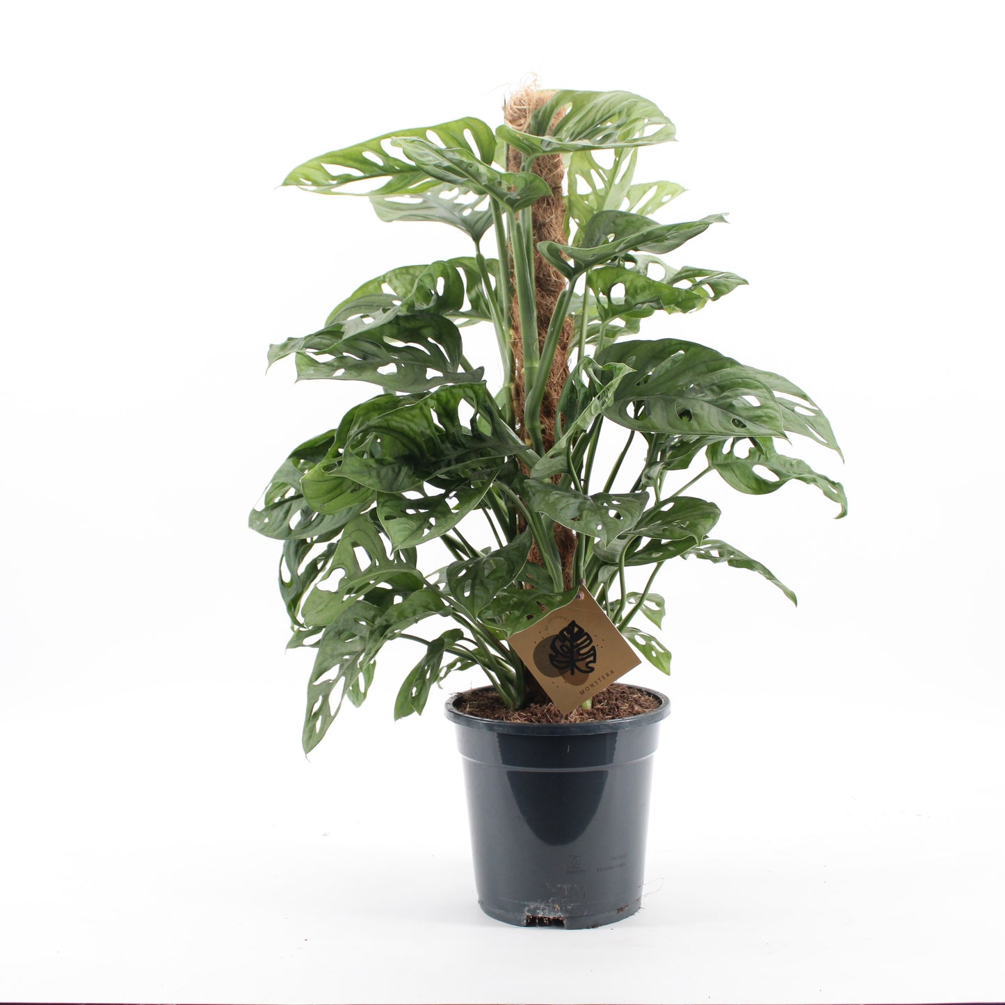 Monstera Monkey Leaf 65cm 17cm Pot