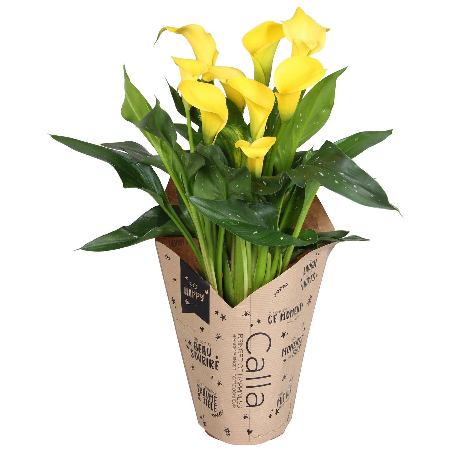 Zantedeschia Sunclub 40cm 13cm Pot