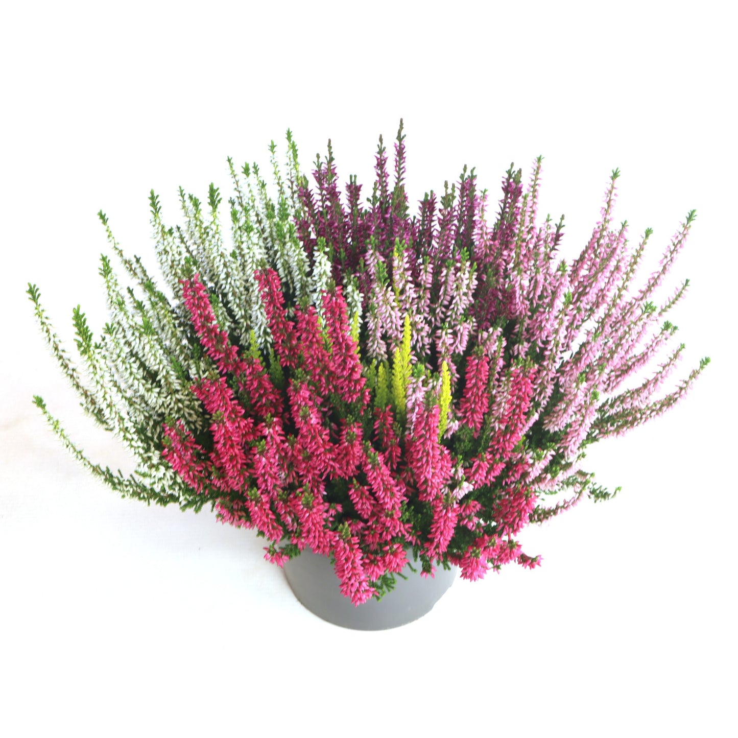 Calluna Beauty Ladies mix 30cm 17cm Pot
