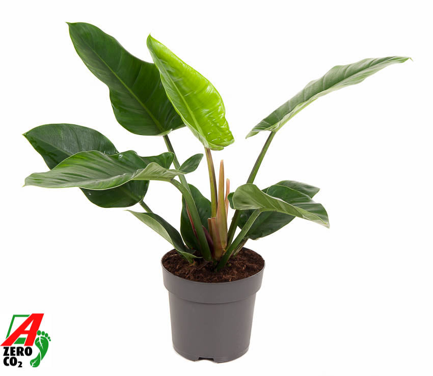Philodendron Imperial Green 80cm 24cm Pot