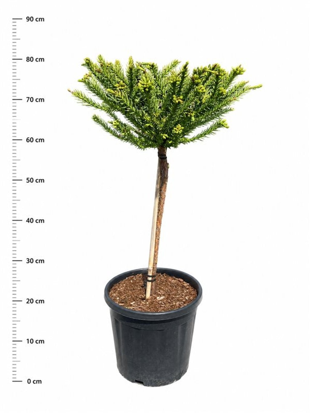 Bloemenkampen BV, Hkw. de Cryptomeria japonica mix Pack of 1