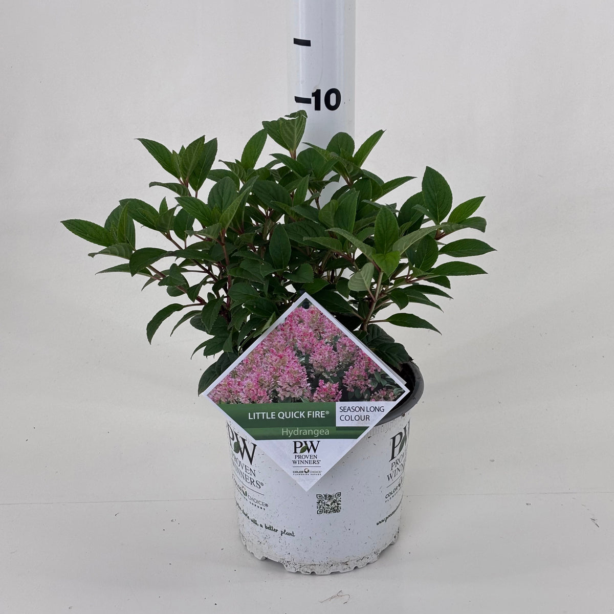 Hydrangea pan. Little Quick Fire 25cm 19cm Pot