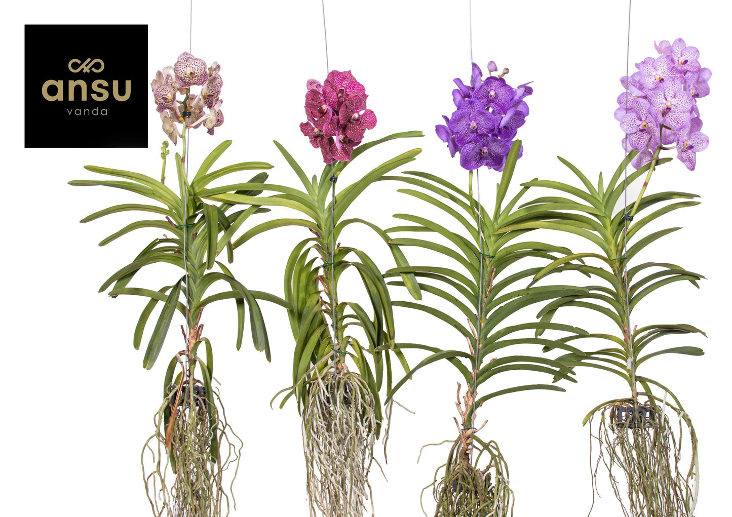 Vanda hybrid 70cm 19cm Pot