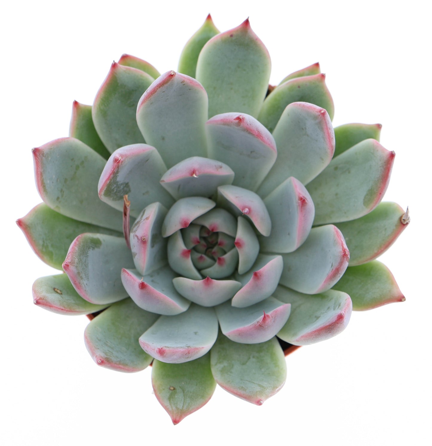 Echeveria Chihuahuaensis 10cm Special Pot (508)