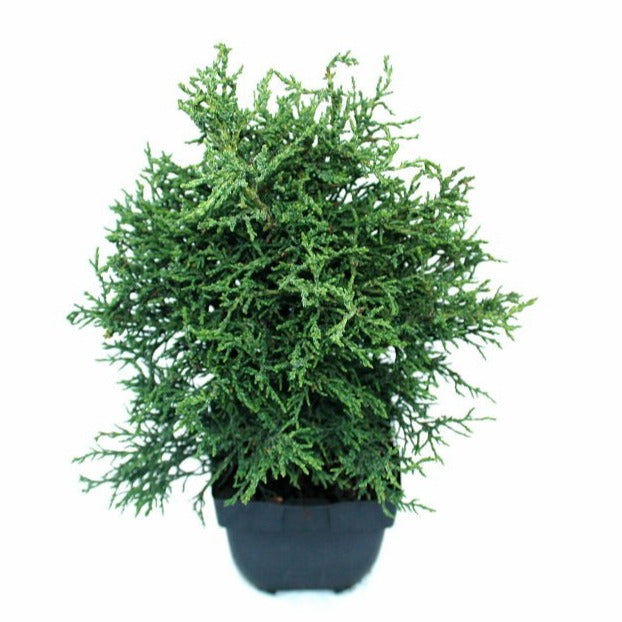 Chamaecyparis obtusa Lycopodioides 50cm 17cm Pot