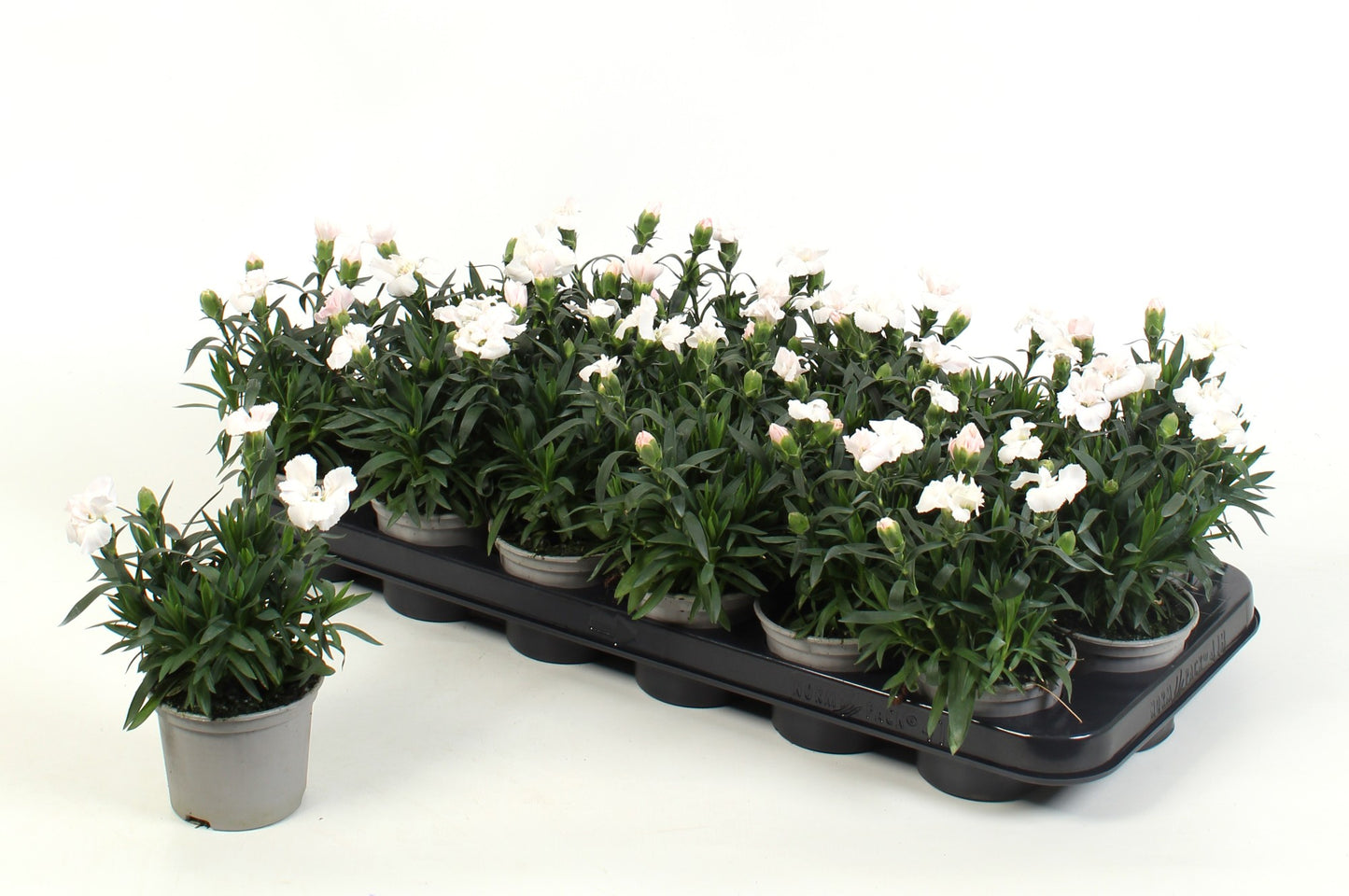 Dianthus Oscar white 15cm 9cm Pot