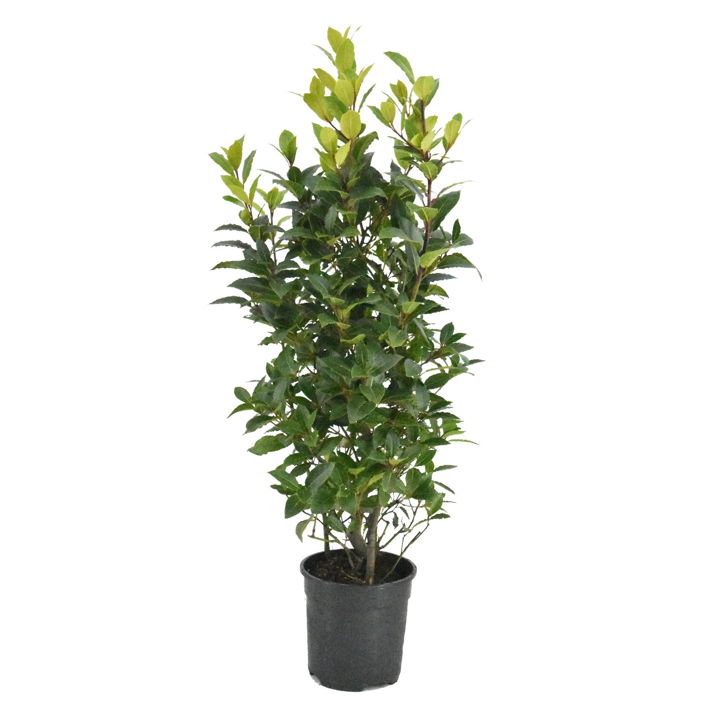 Laurus nobilis 100cm 25cm Pot