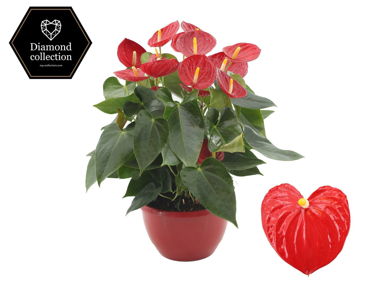 Anthurium Tremendo 50cm 25cm Pot