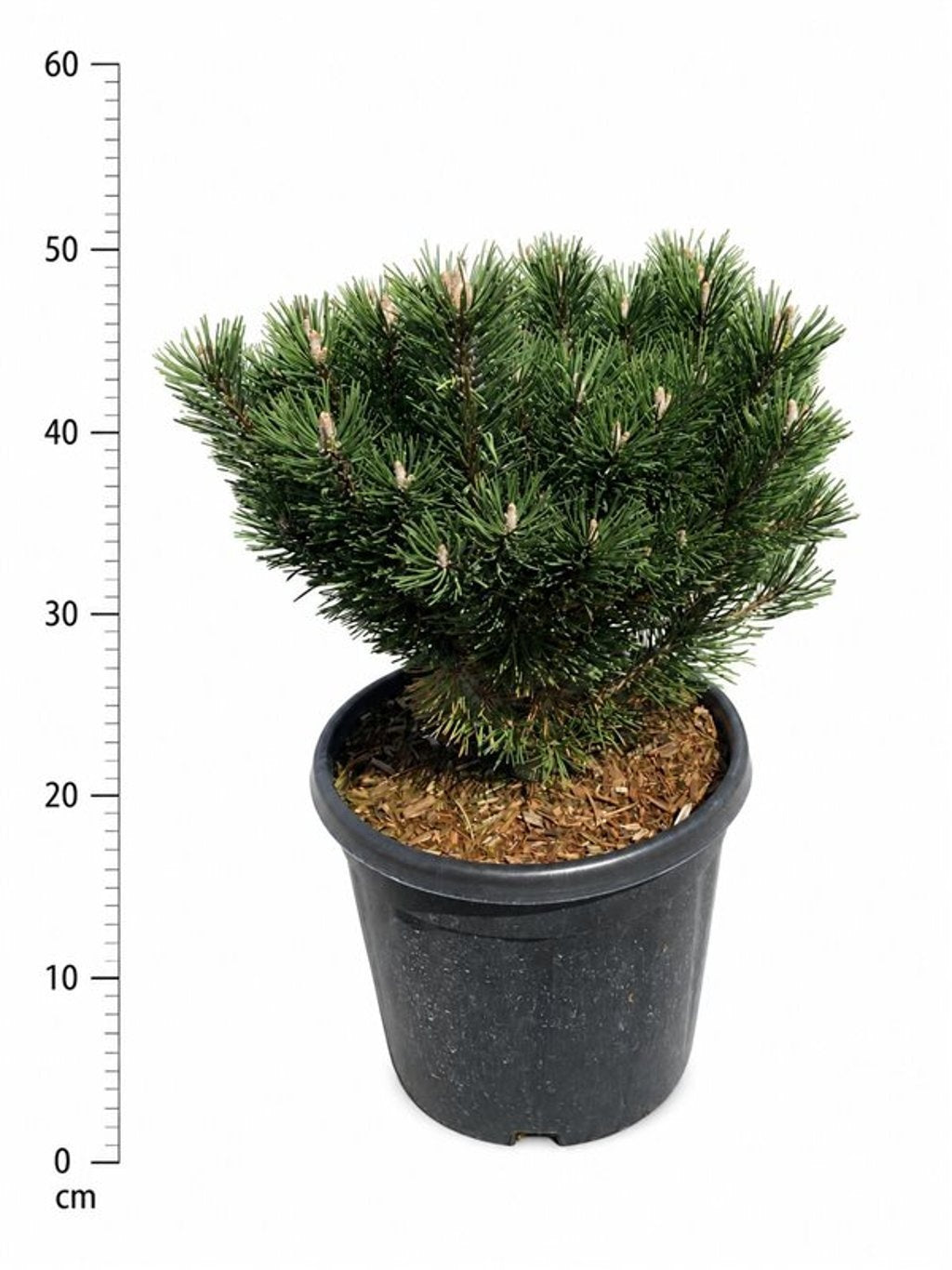 Pinus mugo 60cm 32cm Pot