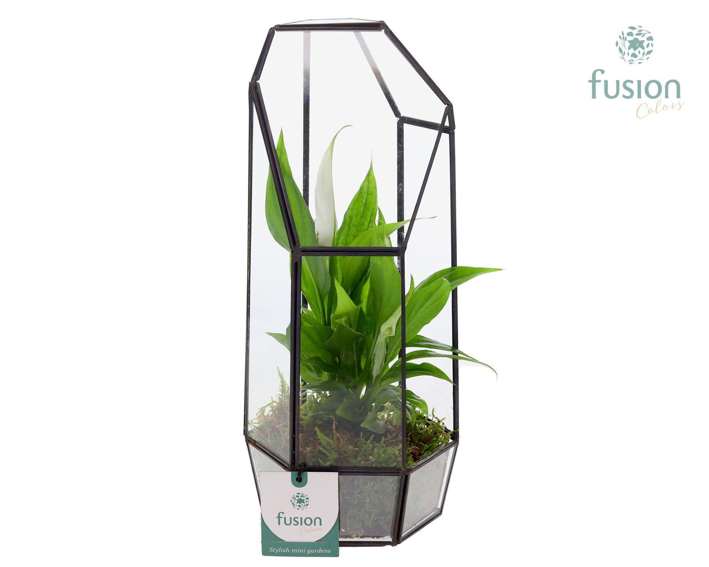 Fusioncolors BV Metalen Geometrisch Lantaarn met Spathiphyllum Pack of 6