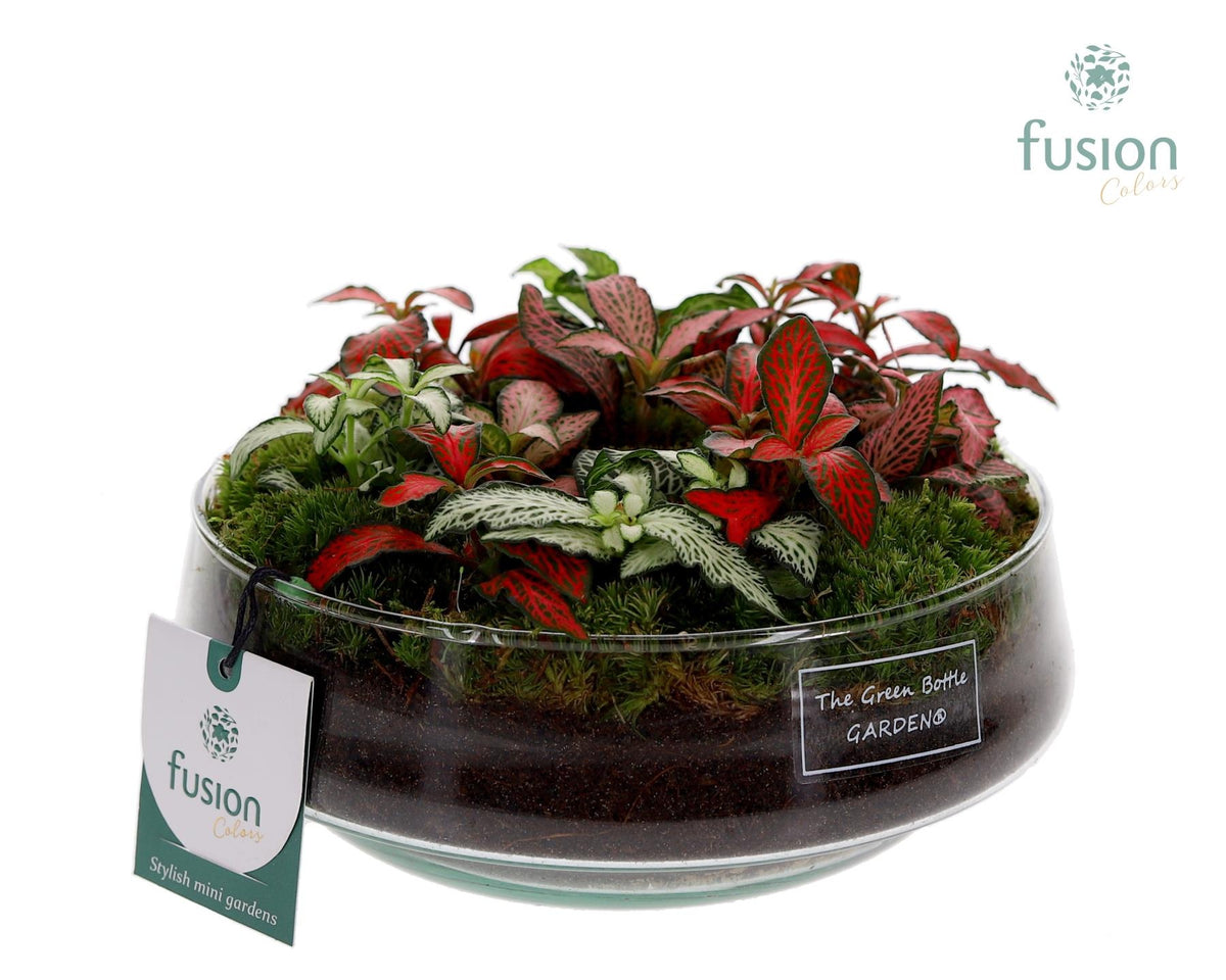 Green Bottle Iris Medium met Fittonia Arrangement 15cm 19cm Pot